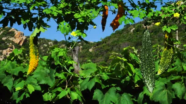 Bitter Melon Momordica Charantia Fruits Hanging Branch Sunny Day — Vídeos de Stock