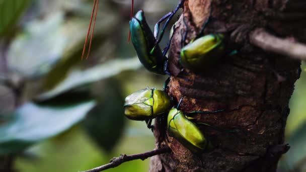 Close Four Emerald Euphoria Beetle Tree Branch Euphoria Fulgida Emerald — Stockvideo
