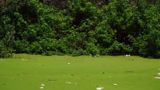 Blooming Algae Polluted River Thai Vietnam — Stock video