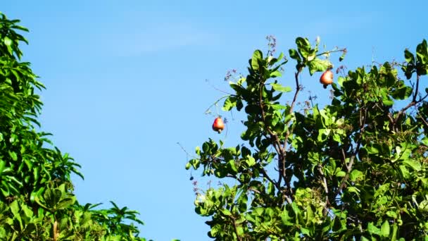 Ripe Cashew Fruits Hanging Tree Branch — Video