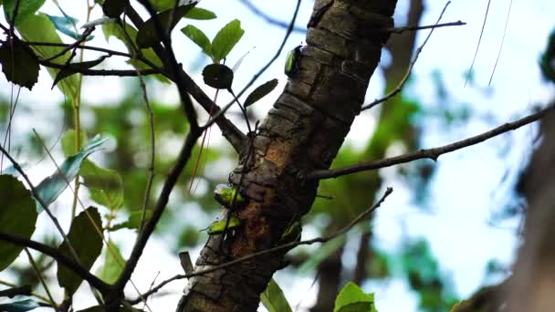 Euphoria Fulgida Beetle Tree Branch Static View Close — Wideo stockowe