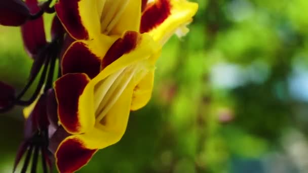 Close Static Shot Mysore Trumpetvine Flowers Sunny Day Shallow Focus — ストック動画