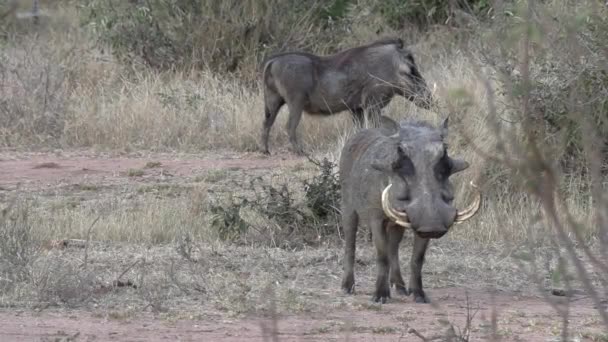 Male Warthog Long Tusks Stands African Wilderness Another Smaller Tusked — Video Stock