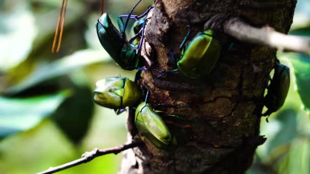 Close Static Shot Euphoria Fulgida Tree Branch Shallow Focus — Stock videók