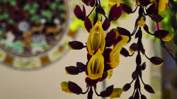 Close Mysore Trumpetvine Flowers Mosaic Blurred Background Static — Stockvideo
