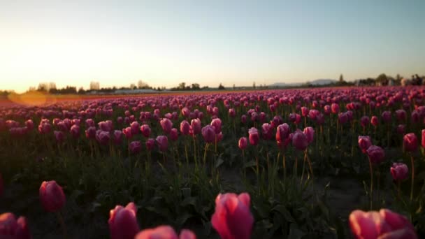 Sun Setting Field Pink Tulips — Stockvideo