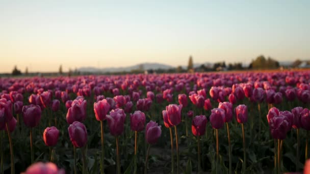 Close Shot Limitless Pink Tulip Flowers — Vídeos de Stock