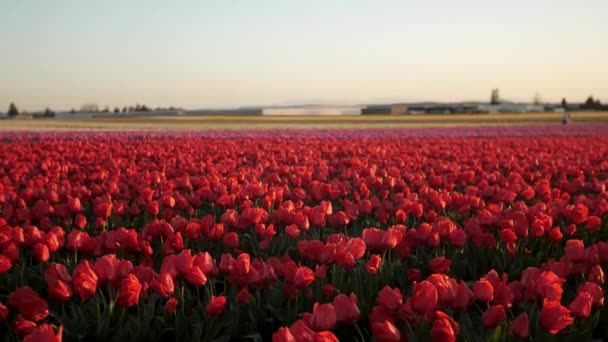 Red Field Tulips Seem Never End — Vídeos de Stock