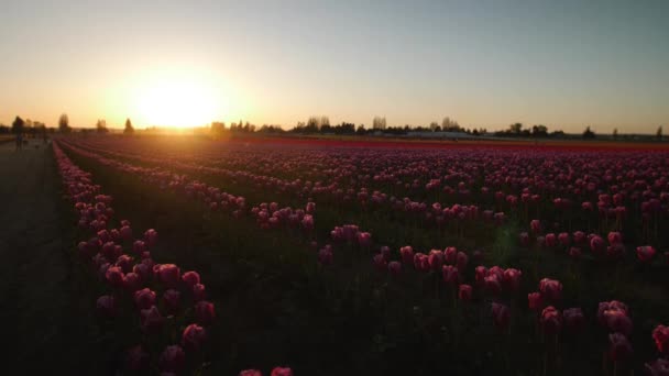 Beautiful Sunset Field Tulips — Stock Video