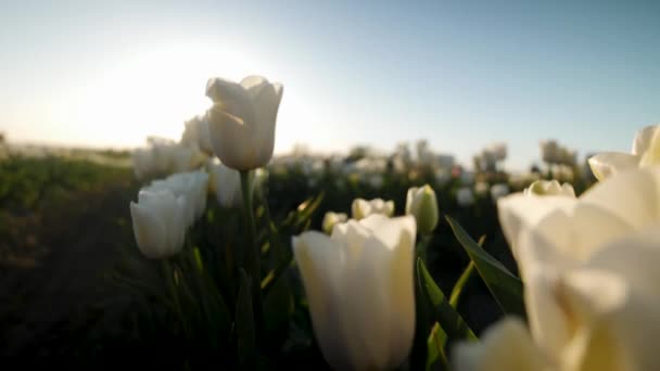 Close Shot White Tulips Waving Wind — Video Stock