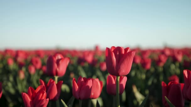 Close Red Tulip Field Blooming Flowers — Stockvideo