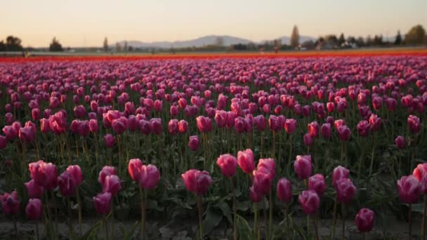 Never Ending Field Beautiful Pink Tulips — Vídeo de stock