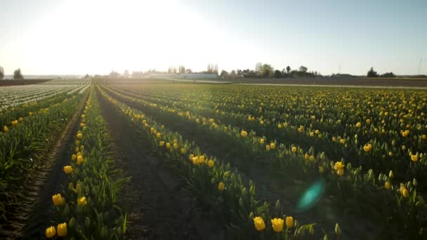 Panning Shot Blooming Tulip Field — Vídeo de stock