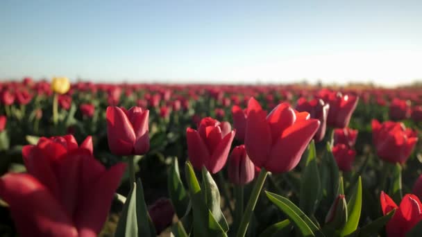 Close Red Tulip Field — Video Stock
