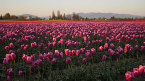 Pushing Field Pink Tulip Flowers — Vídeo de stock