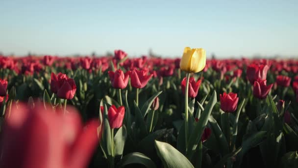 Yellow Tulip Standing Out Field Red Tulips — Stockvideo