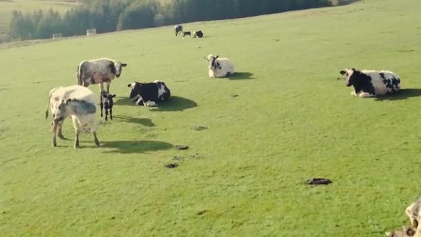 Slow Pass Herd Cows Grazing Pasture Lush Green Field North — Vídeo de stock