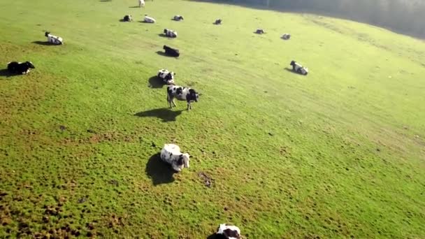 Herd Cattle Resting Grazing Field Sunny Hazy Day — Vídeo de Stock