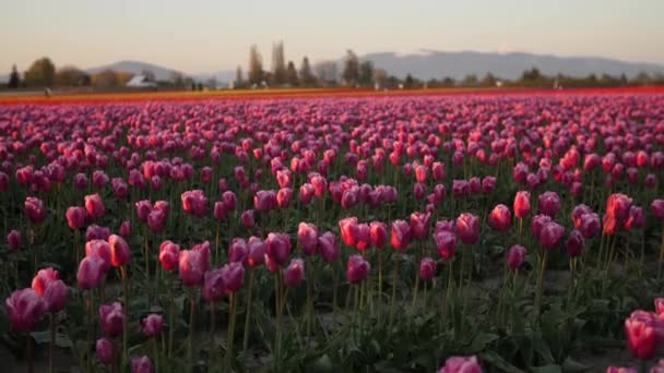Moving Field Pink Tulips — Vídeos de Stock
