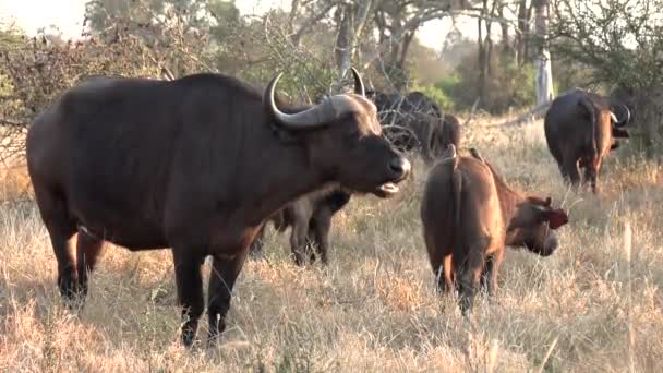 Close View African Cape Buffalo Grazing Grass Sunny Morning — Stockvideo