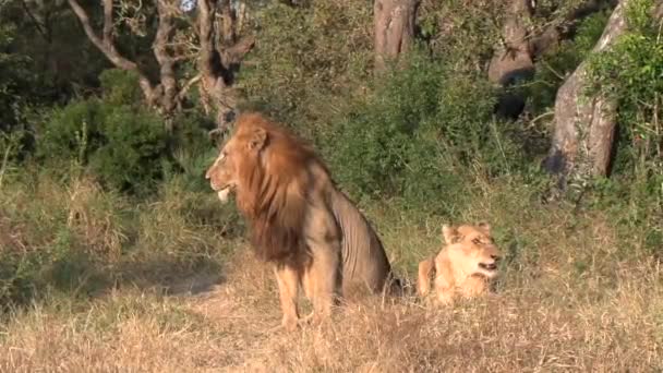 Male Lion Lioness Rest Together Grass Bush Sunlight — Stockvideo