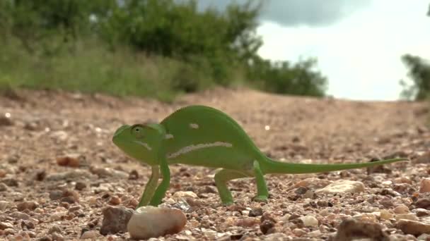 Close View Flap Necked Chameleon Standing Still Looking — Stock Video