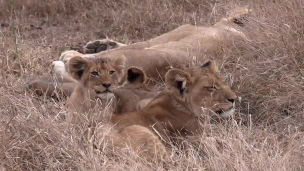Close View Lion Cub Yawning Next Another Tall Dry Grass — Stock Video