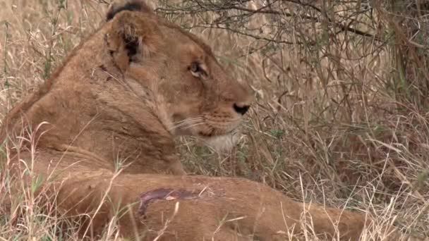 Close Injured Lioness Resting Tall Dry Grass Bush — Stockvideo