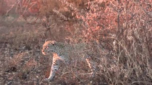 Leopard Walks Dry Burnt Savanna Bushveld Golden Hour — Vídeo de Stock