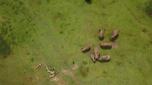 Elephant Herd Family Green Grassland Birds Eye View Top Shot — Stockvideo