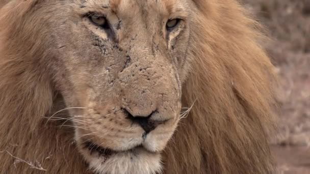 Close Face Adult Male Lion Large Mane Lookout — ストック動画