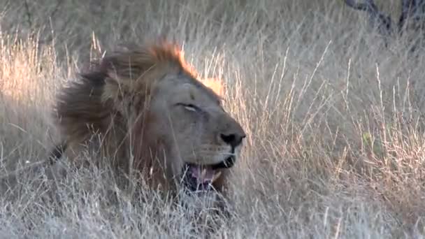 Close Male Lion Tall Grass Panting Heavily Eyes Shut — Vídeo de Stock