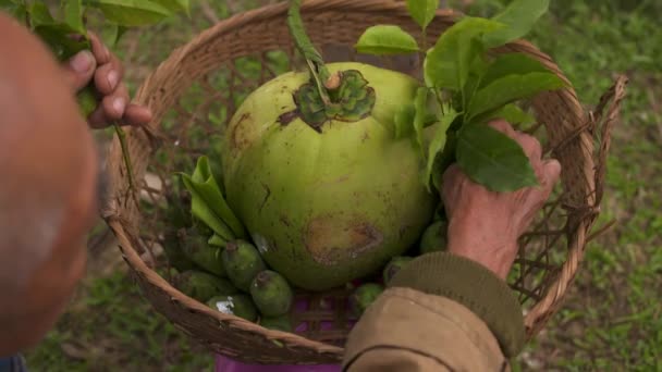 Old Man Sacrifice Collecting Coconuts Leaves Bananas Wooden Basket Offerings — Stock Video