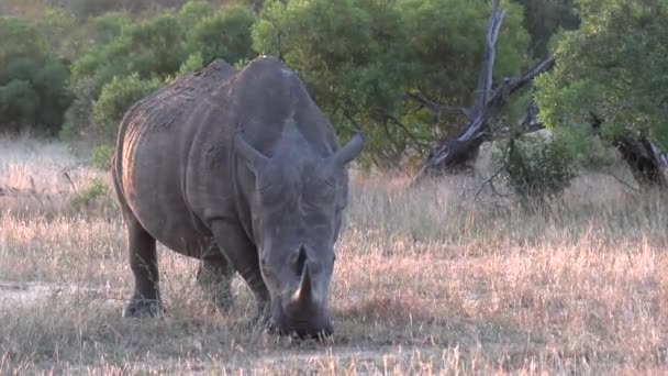 Close View Lone White Rhino Bull Grazing Grass Sunny Afternoon — Wideo stockowe