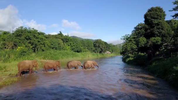 Стадо Слонов Пересекает Реку Юго Восточной Азии — стоковое видео