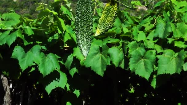 Close Bitter Melons Plant Surrounded Hills Ascending View — Vídeos de Stock