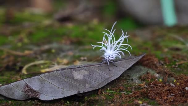 Close Video Planthopper Nymphs Fluffy Tails Resting Brown Leaf Planthopper — Stock video