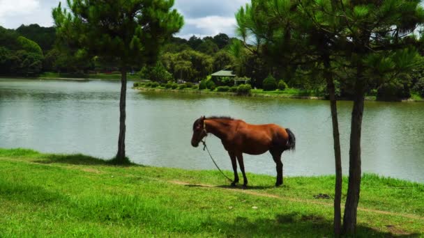 Horse Stands Tranquil Farm Pond Summer Lat Vietnam Grazing White — Vídeo de stock