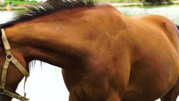 Close Bay Horse Bridle Static — Vídeo de Stock