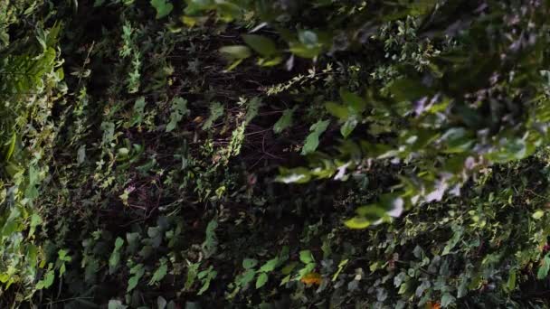 Vertical Jungle Shot Landscape Phan Rang Lat Vietnam — Vídeos de Stock