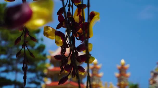 Focus Golden Shower Flower Cassia Fistola Swaying Wind Buddhist Temple — Vídeo de Stock