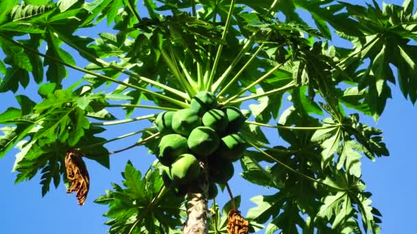 Low Angle Static Shot Papaya Plant Unripe Fruits — 비디오