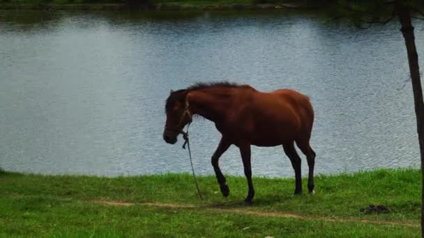 Close Brown Horse Standing Tranquil Farm Pond Summer Lat Vietnam — Stock Video