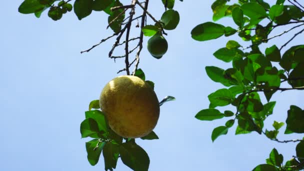 Close Static Shot Pomelo Hanging Tree Sunny Day — Stock video