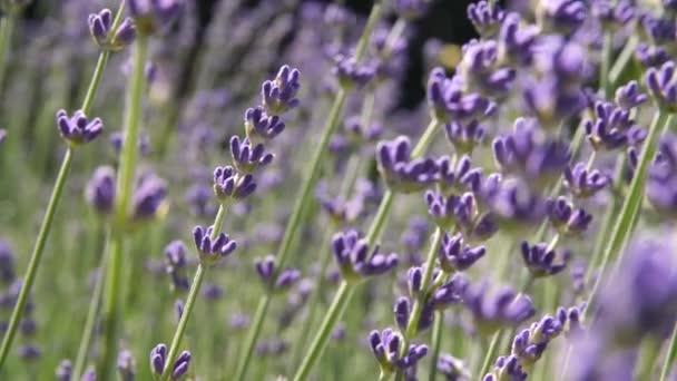 Macro Shot Lavender Plant Moving Slightly Wind — Video