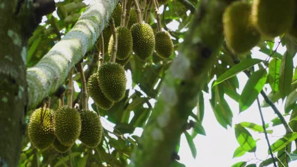Close Various Durian Fruit Hanging Tree Static — Stock Video