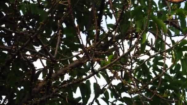 Green Coffee Beans Tree Vietnam — Wideo stockowe