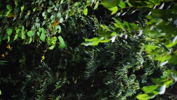 Τροπική Πλούσια Βλάστηση Ζούγκλα Στο Βιετνάμ Κάθετη Βολή — Αρχείο Βίντεο