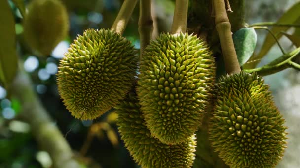 Bunch Durians Hanging Tree Close — Stockvideo