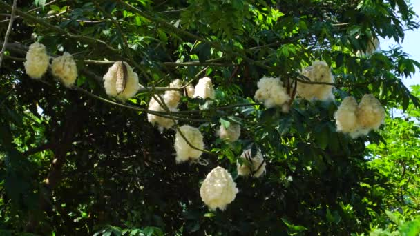 Close Cotton Sprouting Many Ceibas Tree Immersive Natural Setting Static — Stockvideo